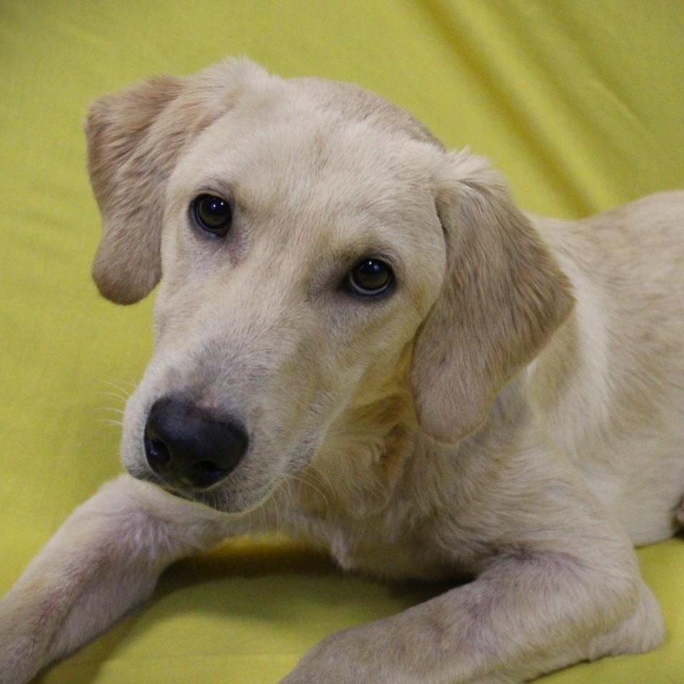 Wheely Labrador Retriever Dog