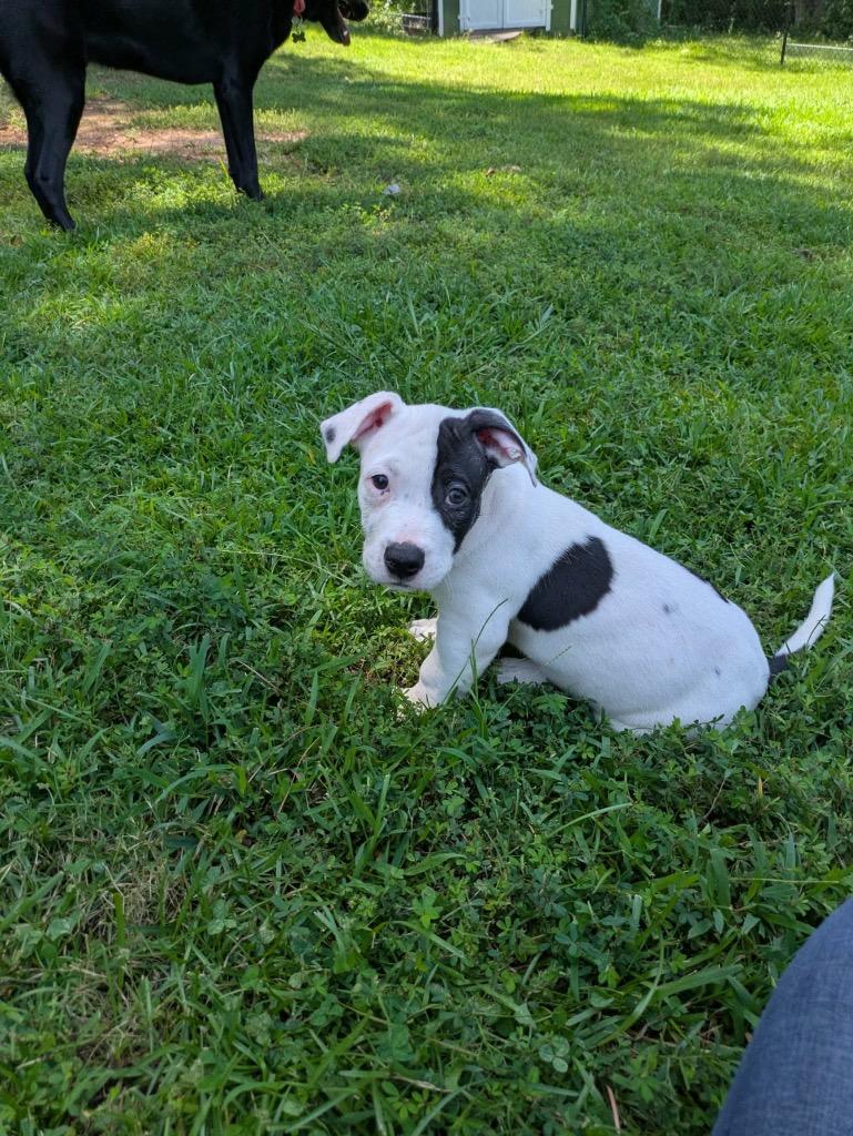 Enlarge Chip, a Adoptable mixed breed in Newnan, GA image 1/4