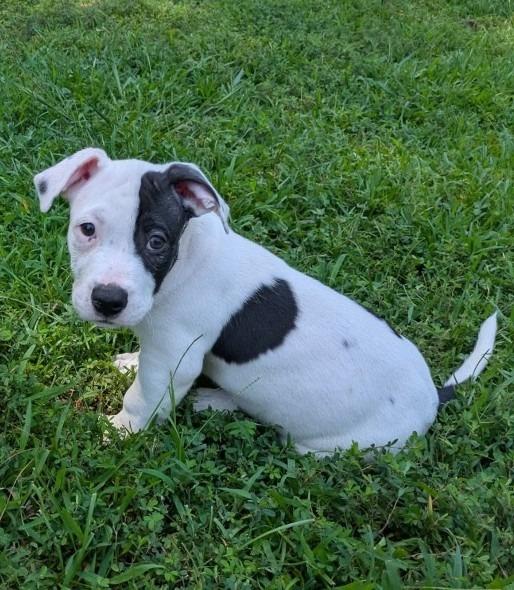 Enlarge Chip, a Adoptable mixed breed in Newnan, GA image 2/4