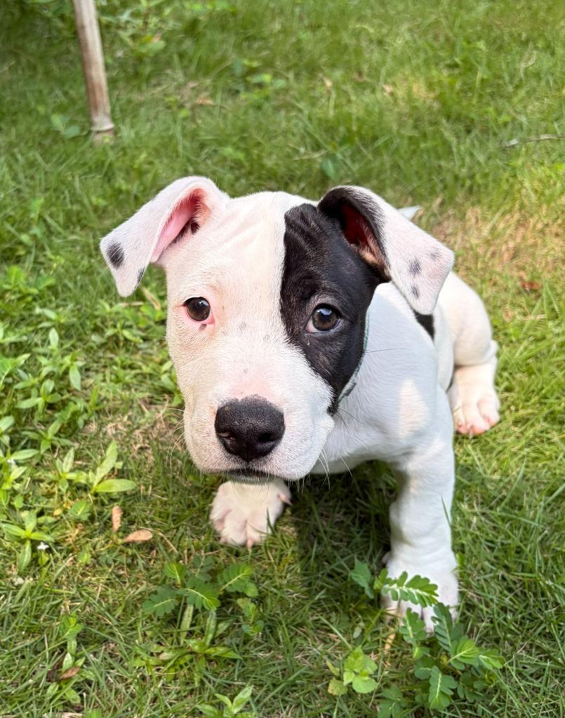 Enlarge Chip, a Adoptable mixed breed in Newnan, GA image 4/4