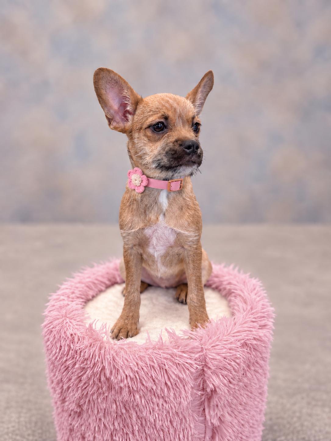 Raissa, Adoptable, Young Female French Bulldog & Chihuahua.