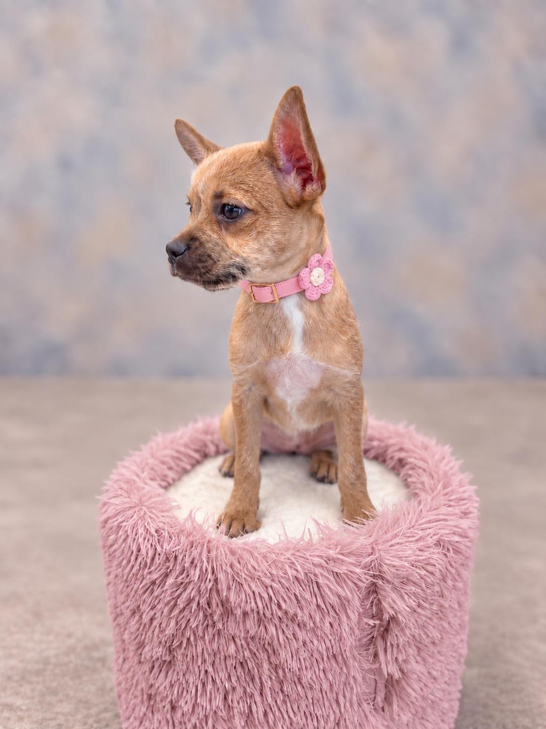 Enlarge Raissa, a Adoptable mixed breed in Helotes, TX image 2/3
