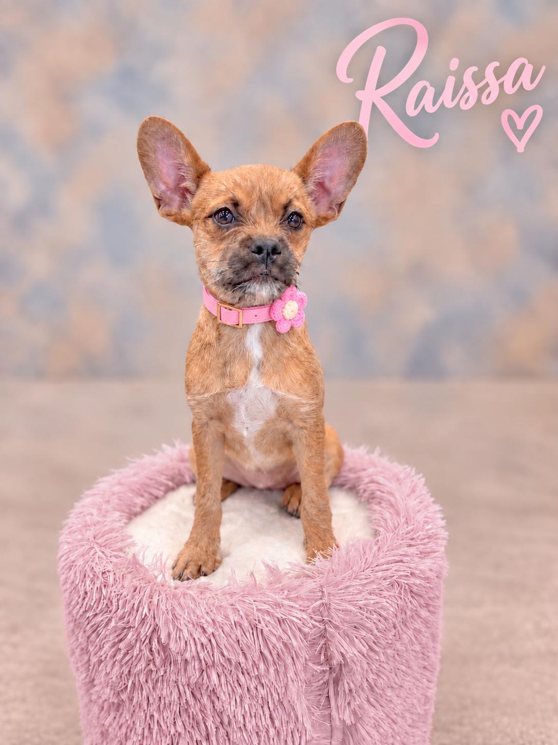 Enlarge Raissa, a Adoptable mixed breed in Helotes, TX image 3/3
