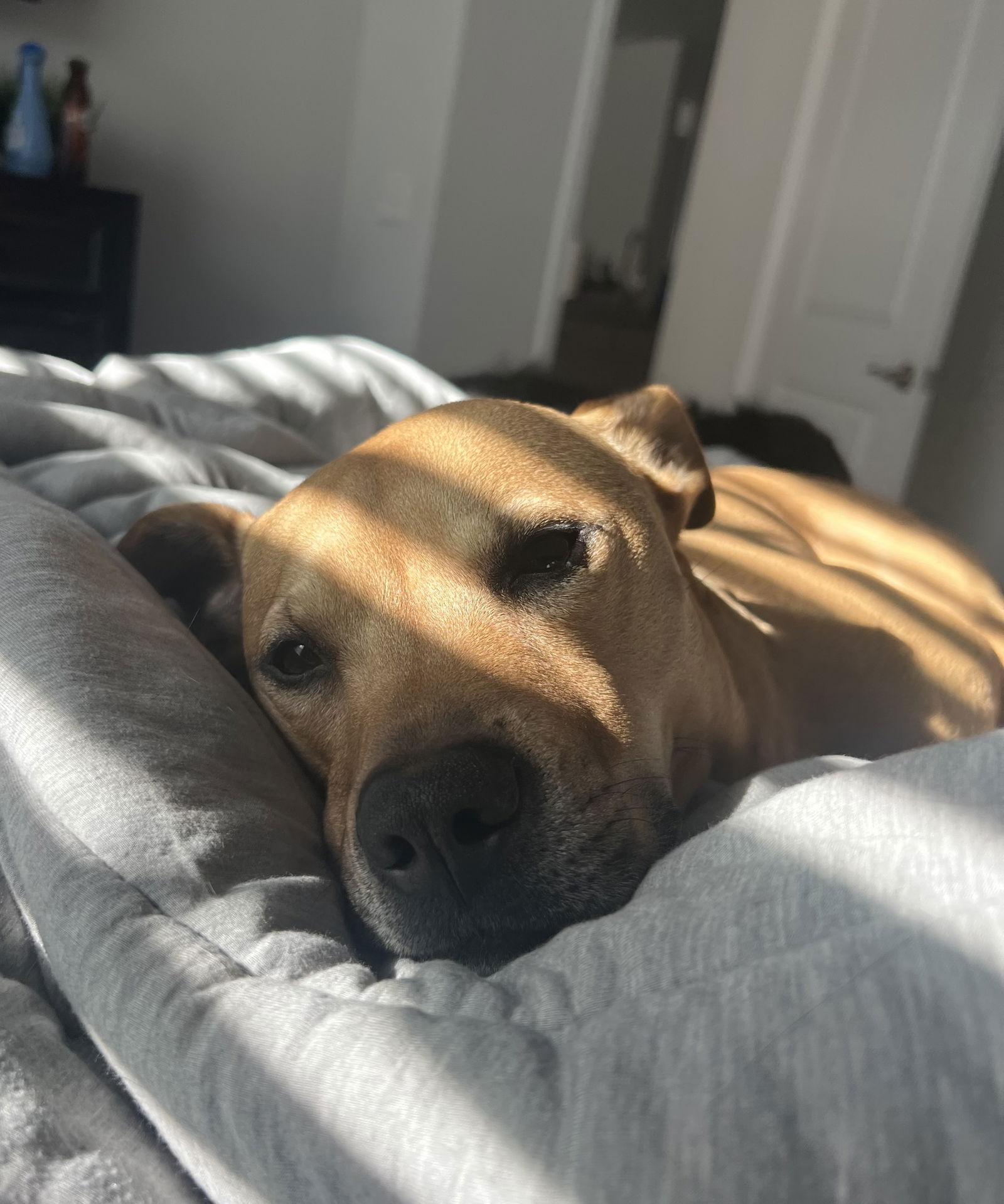 Enlarge Huncho, a Adoptable mixed breed in Valrico, FL image 1/3