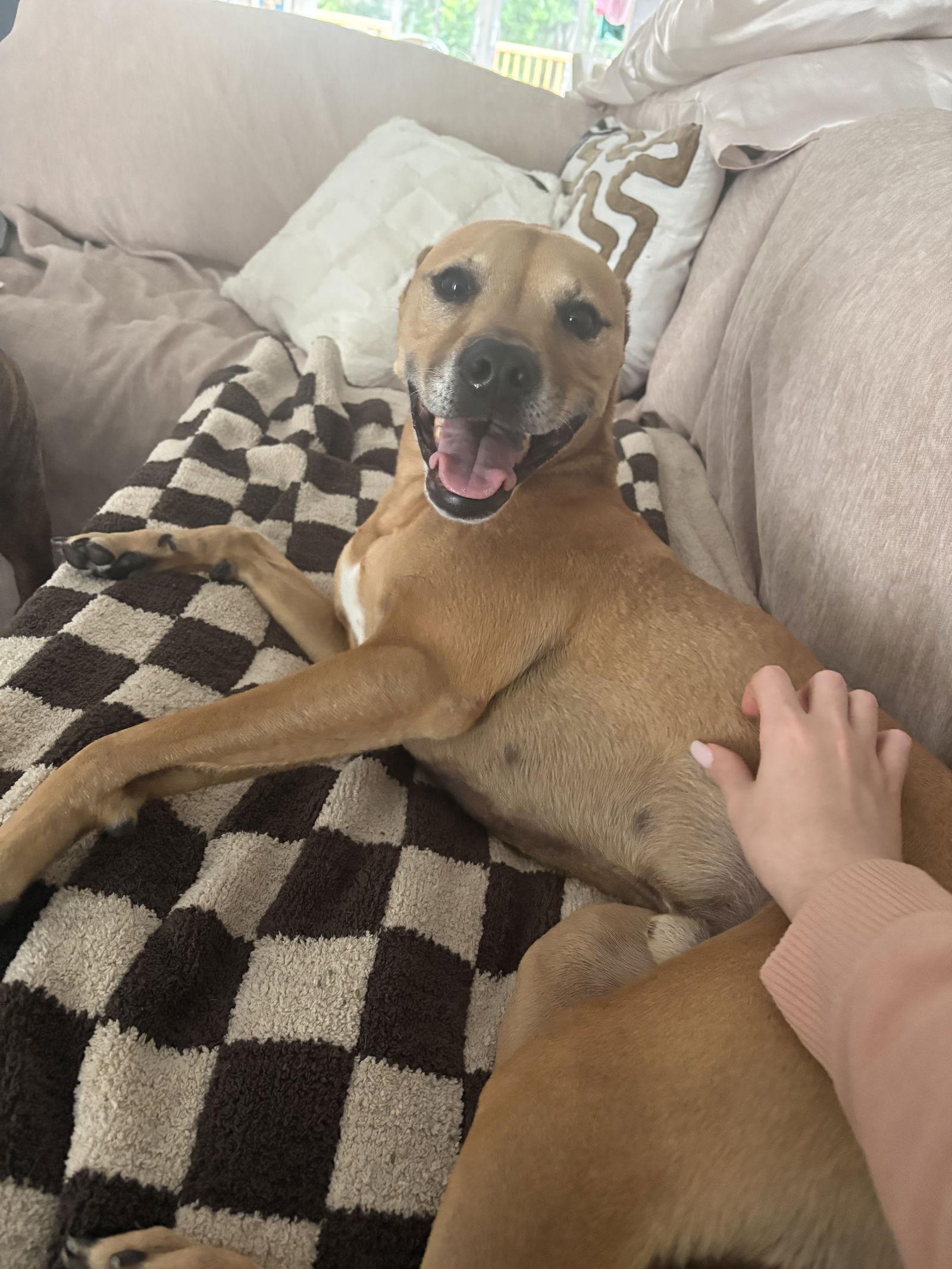 Enlarge Huncho, a Adoptable mixed breed in Valrico, FL image 2/3