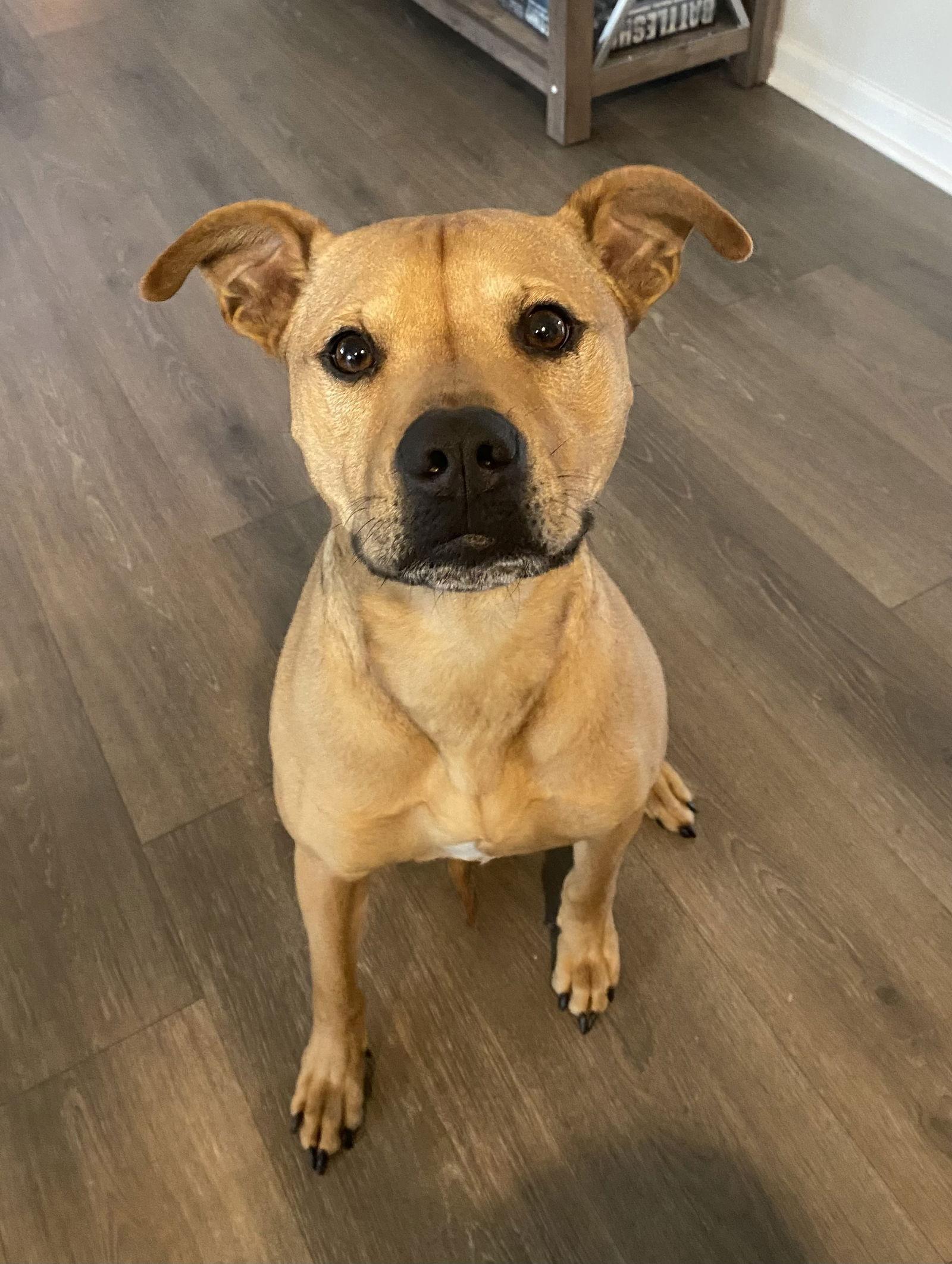 Enlarge Huncho, a Adoptable mixed breed in Valrico, FL image 3/3