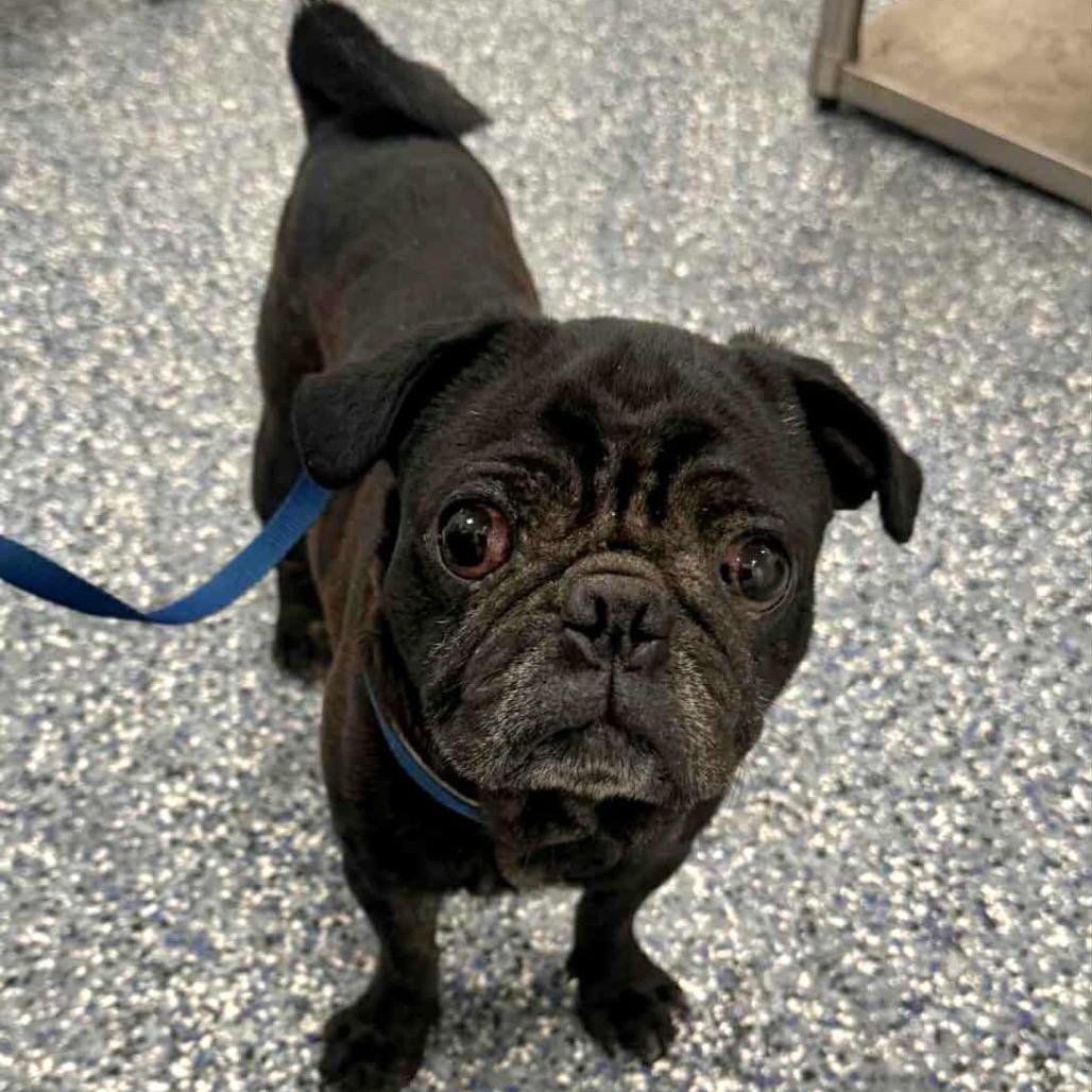 Biggie, Adoptable, Adult Male Pug.