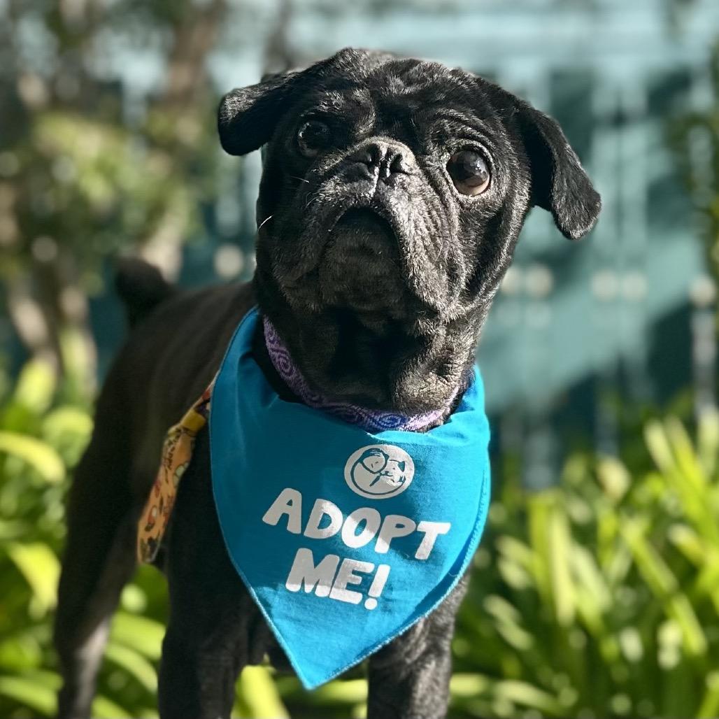 Biggie, a Adoptable Pug in Pacific Grove, CA image 2/6
