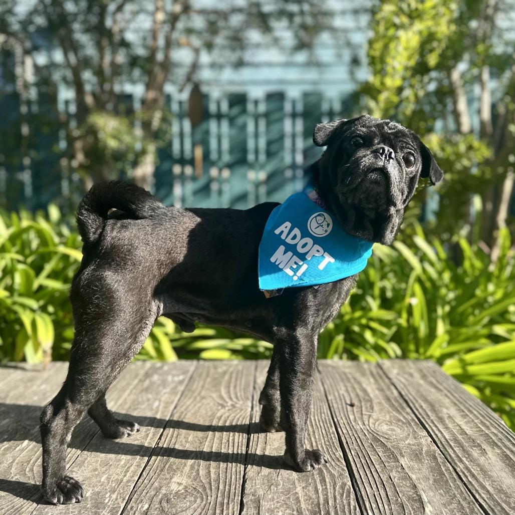 Biggie, a Adoptable Pug in Pacific Grove, CA image 3/6