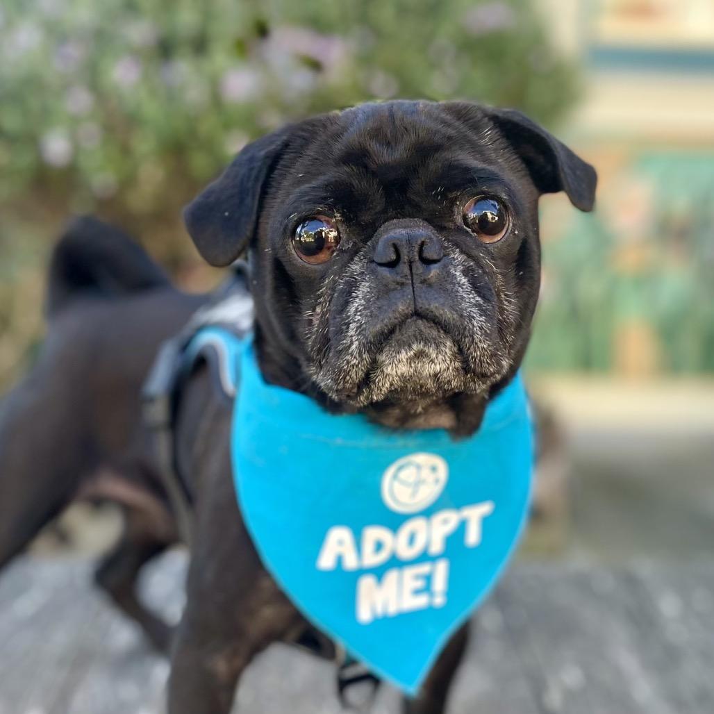 Biggie, a Adoptable Pug in Pacific Grove, CA image 5/6