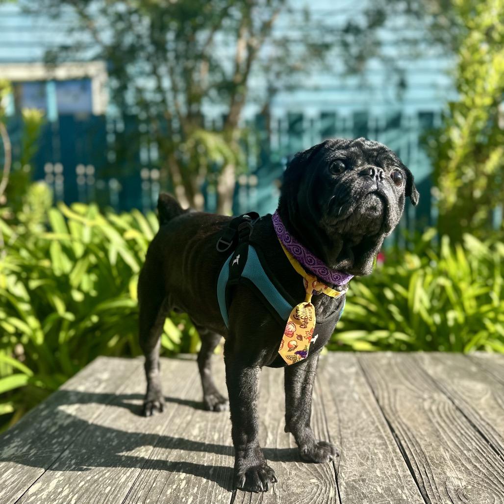 Biggie, a Adoptable Pug in Pacific Grove, CA image 6/6