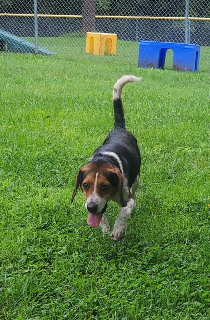 caesar, Adoptable, Adult Male Beagle & Mixed Breed.