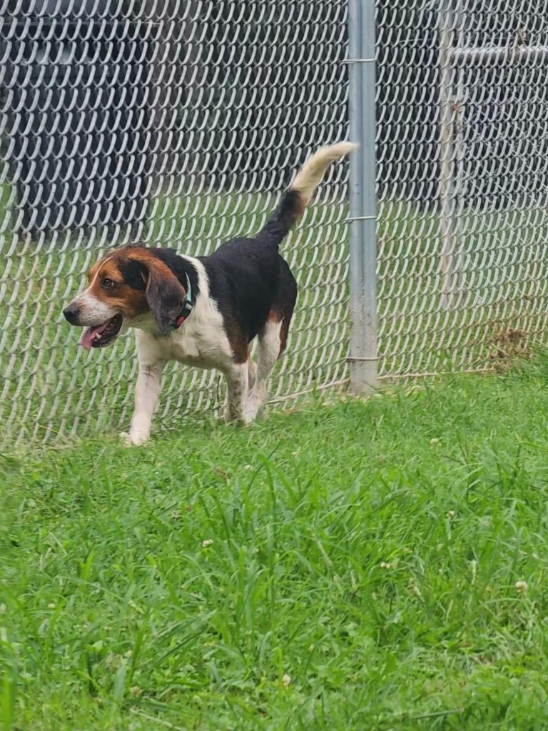 caesar, a Adoptable mixed breed in Mineral, VA image 2/3