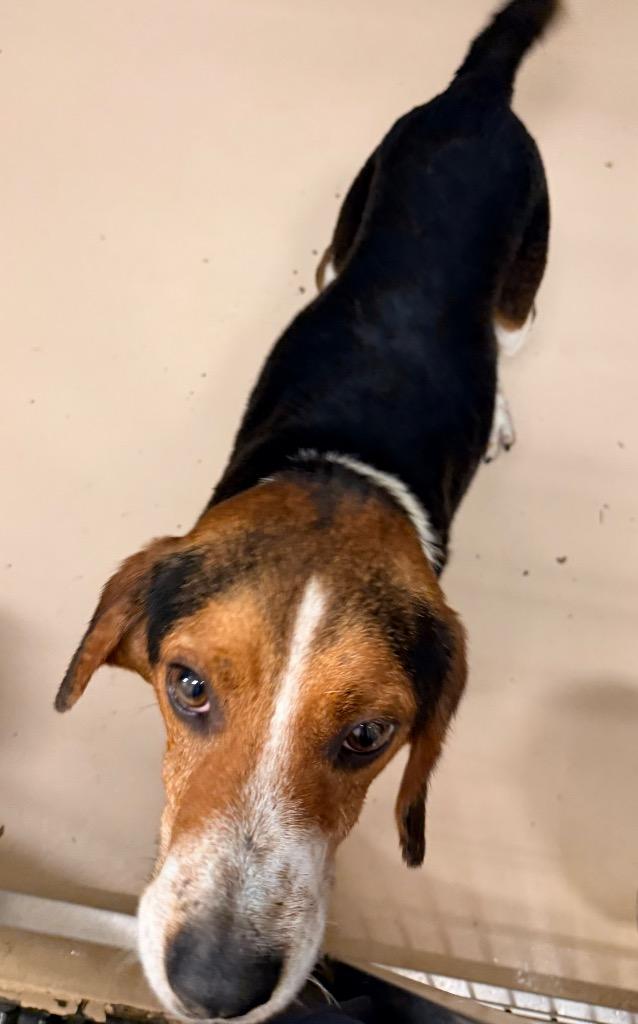 caesar, a Adoptable mixed breed in Mineral, VA image 3/3