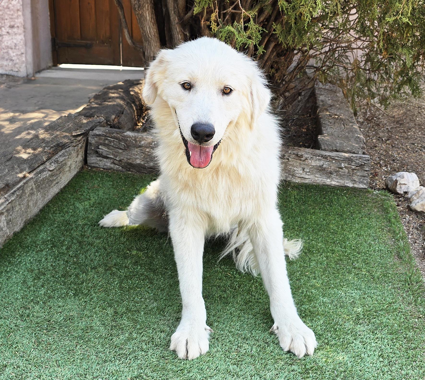 Darling Ms Daphne Pyr - SWEET, a Adoptable Great Pyrenees in Albuquerque, NM image 2/2