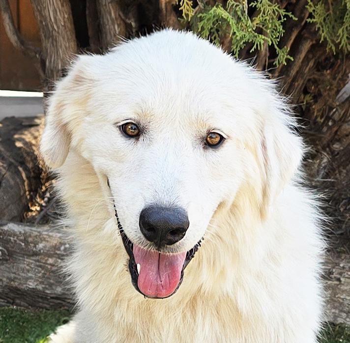 Darling Ms Daphne Pyr - SWEET, a Adoptable Great Pyrenees in Albuquerque, NM image 1/2