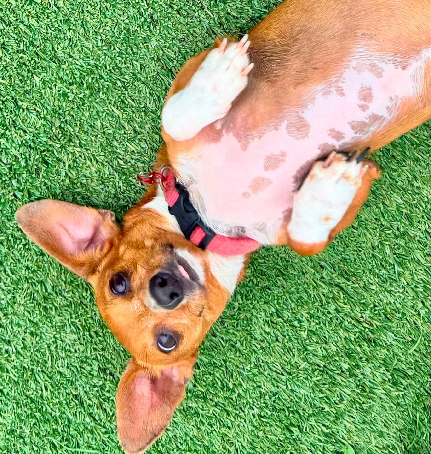 Ethel, a ADOPTABLE Dachshund in Brookfield, WI image 4/5
