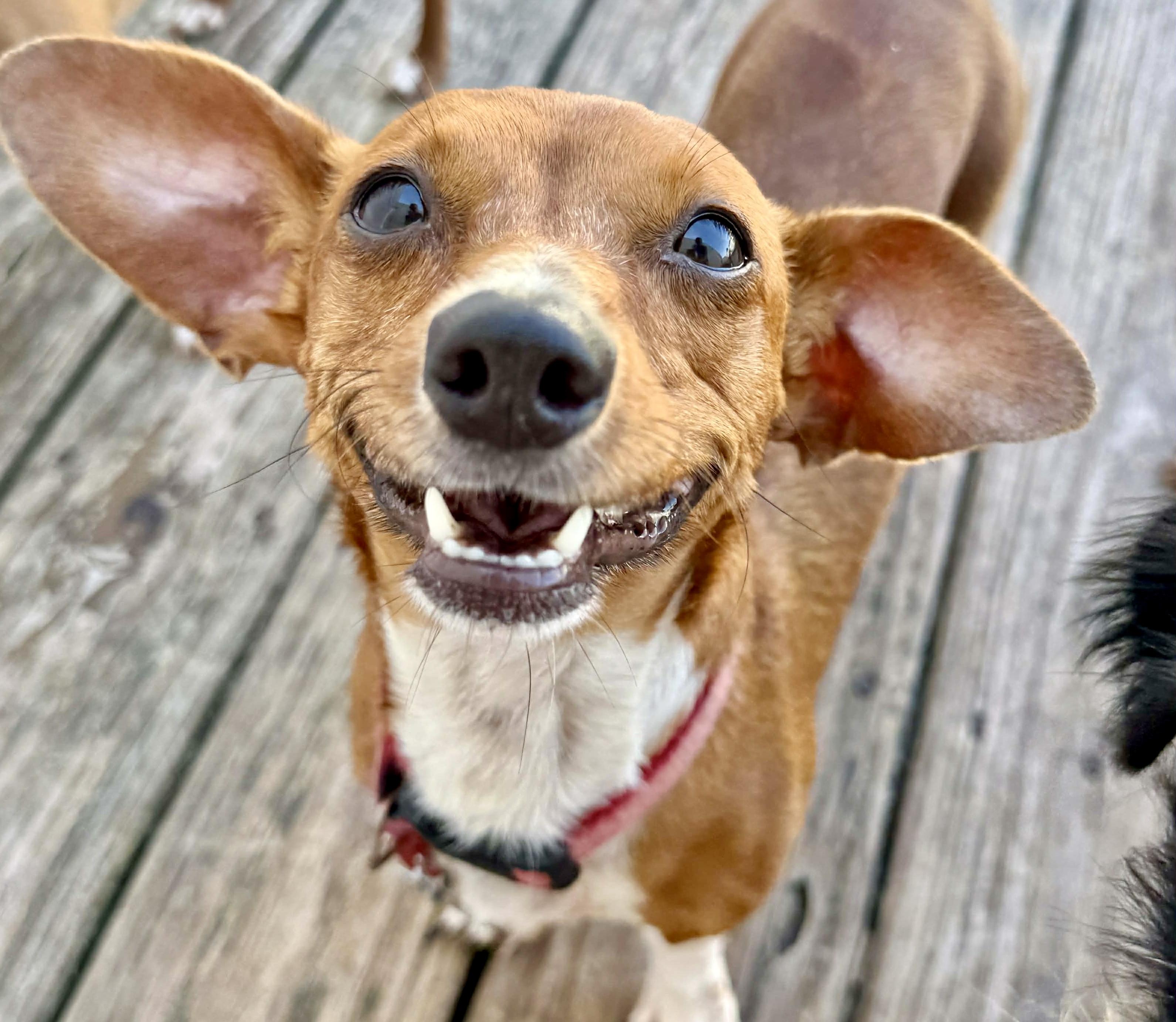 Ethel, ADOPTABLE, Adult Female Chiweenie.
