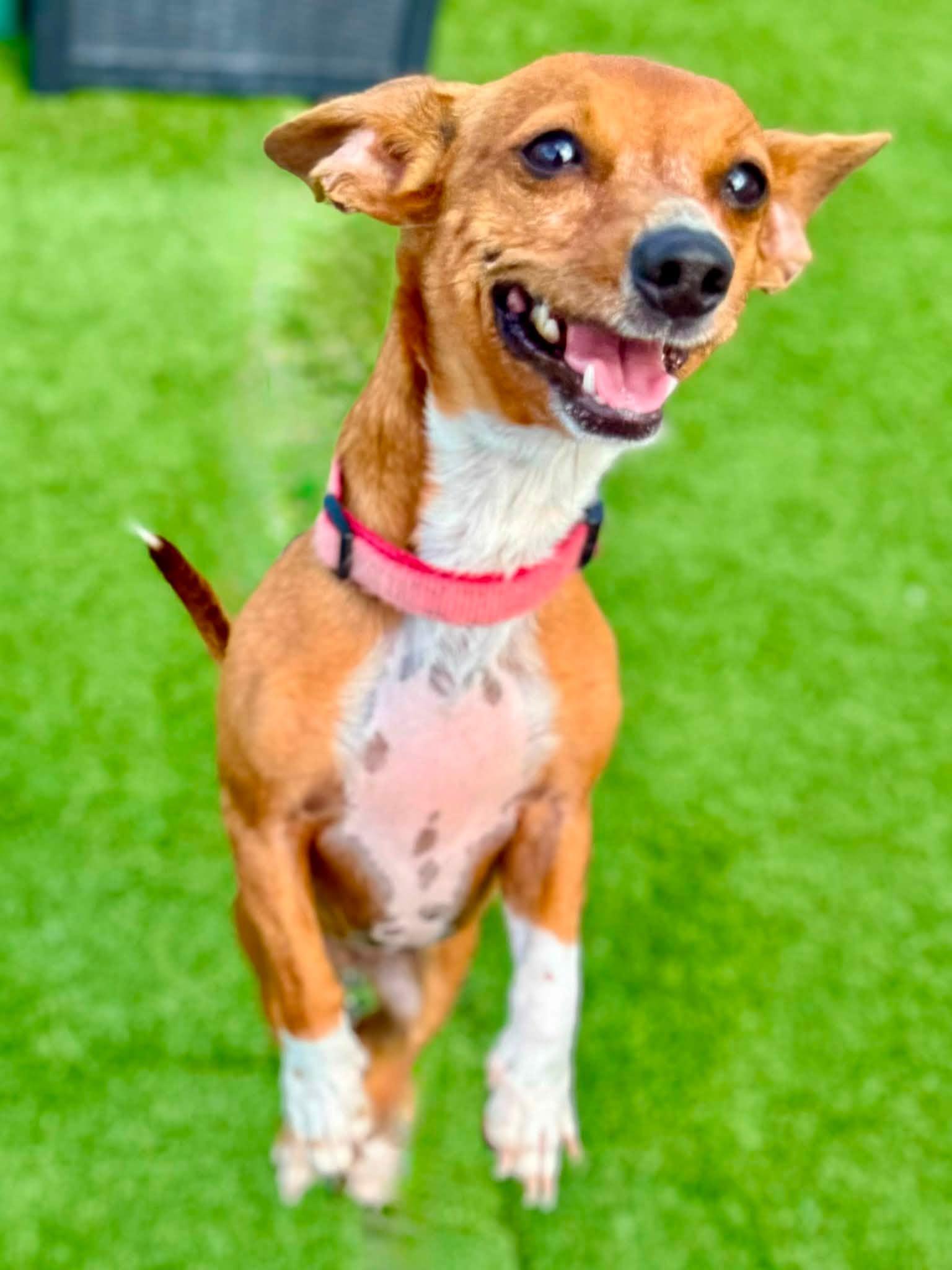 Ethel, a ADOPTABLE Dachshund in Brookfield, WI image 5/5