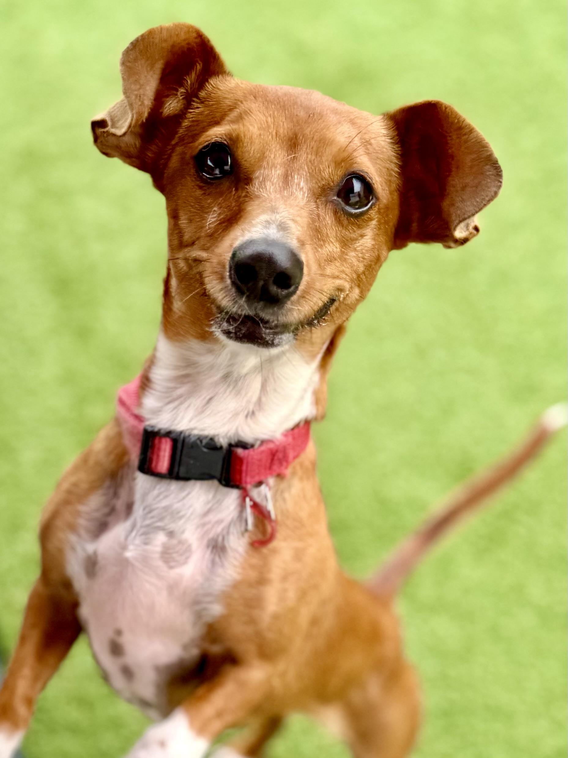 Ethel, a ADOPTABLE Dachshund in Brookfield, WI image 2/5