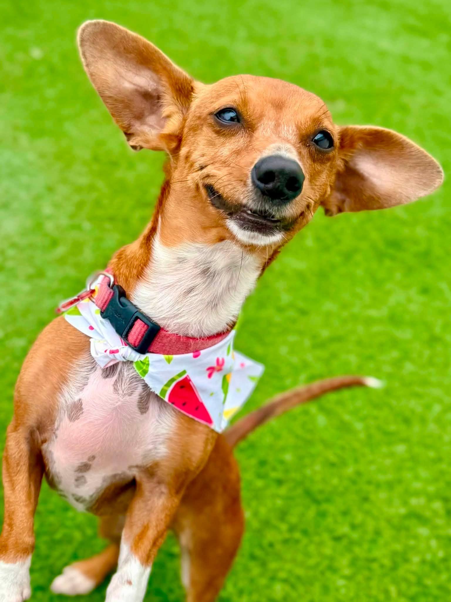 Ethel, a ADOPTABLE Dachshund in Brookfield, WI image 1/5