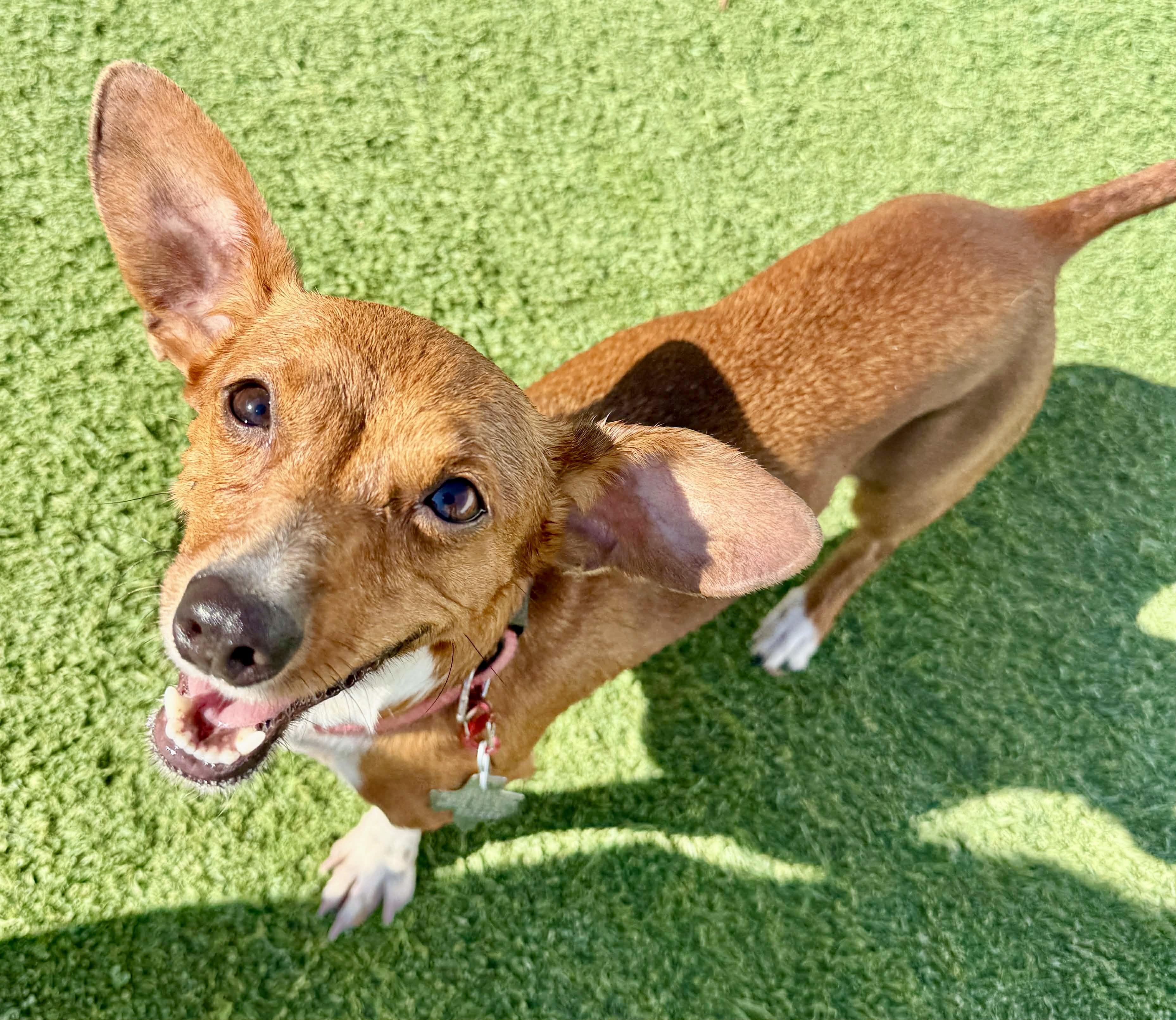 Ethel, a ADOPTABLE mixed breed in Brookfield, WI image 2/3