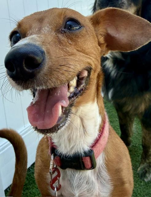 Ethel, a ADOPTABLE mixed breed in Brookfield, WI image 3/3
