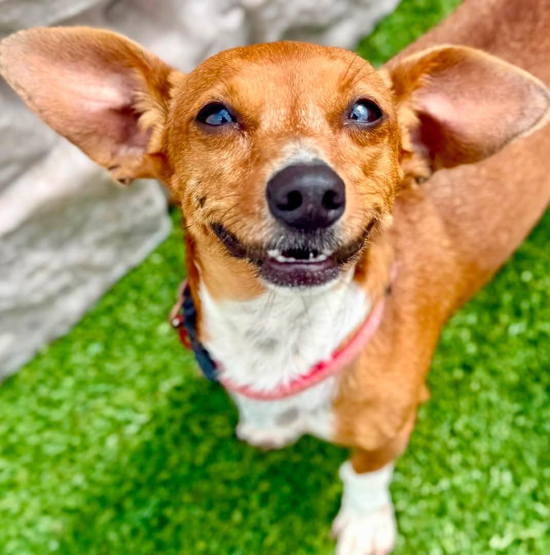 Ethel, a ADOPTABLE Dachshund in Brookfield, WI image 3/5