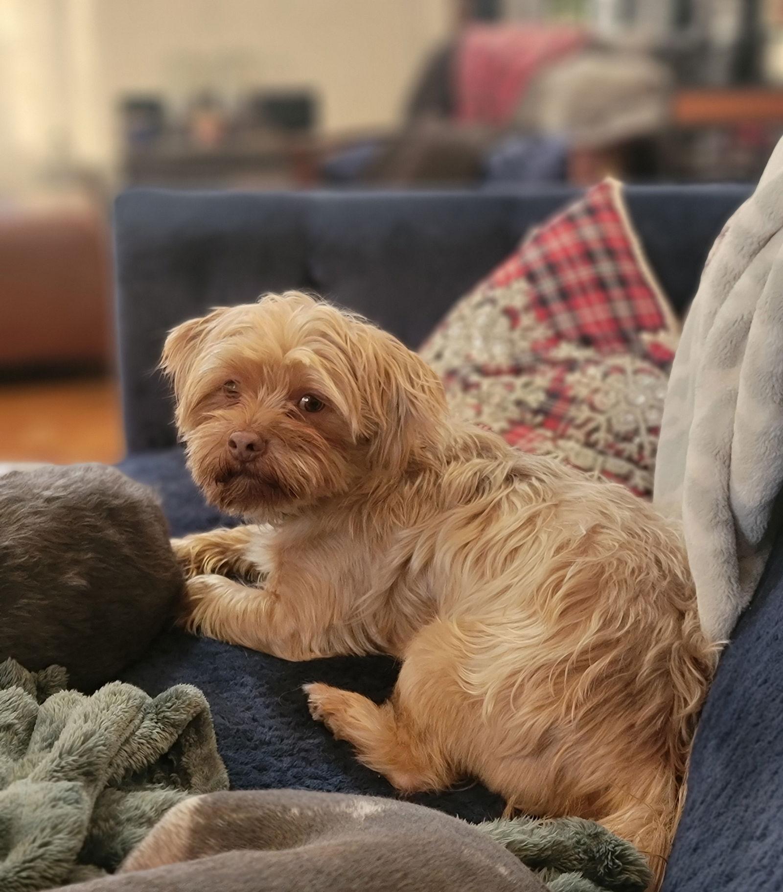 Enlarge Teddy, a Adopted mixed breed in Cuyahoga Falls, OH image 1/3