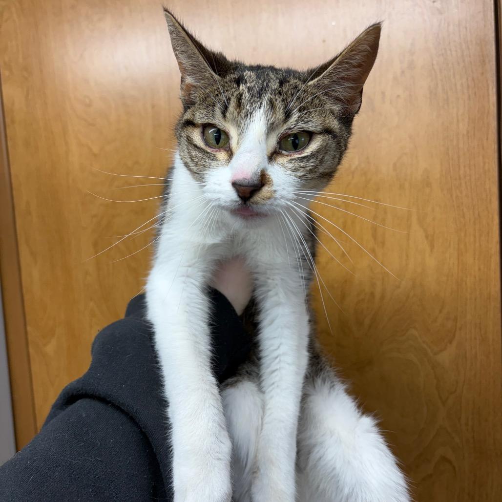 Maude, Adoptable, Adult Female Domestic Short Hair.