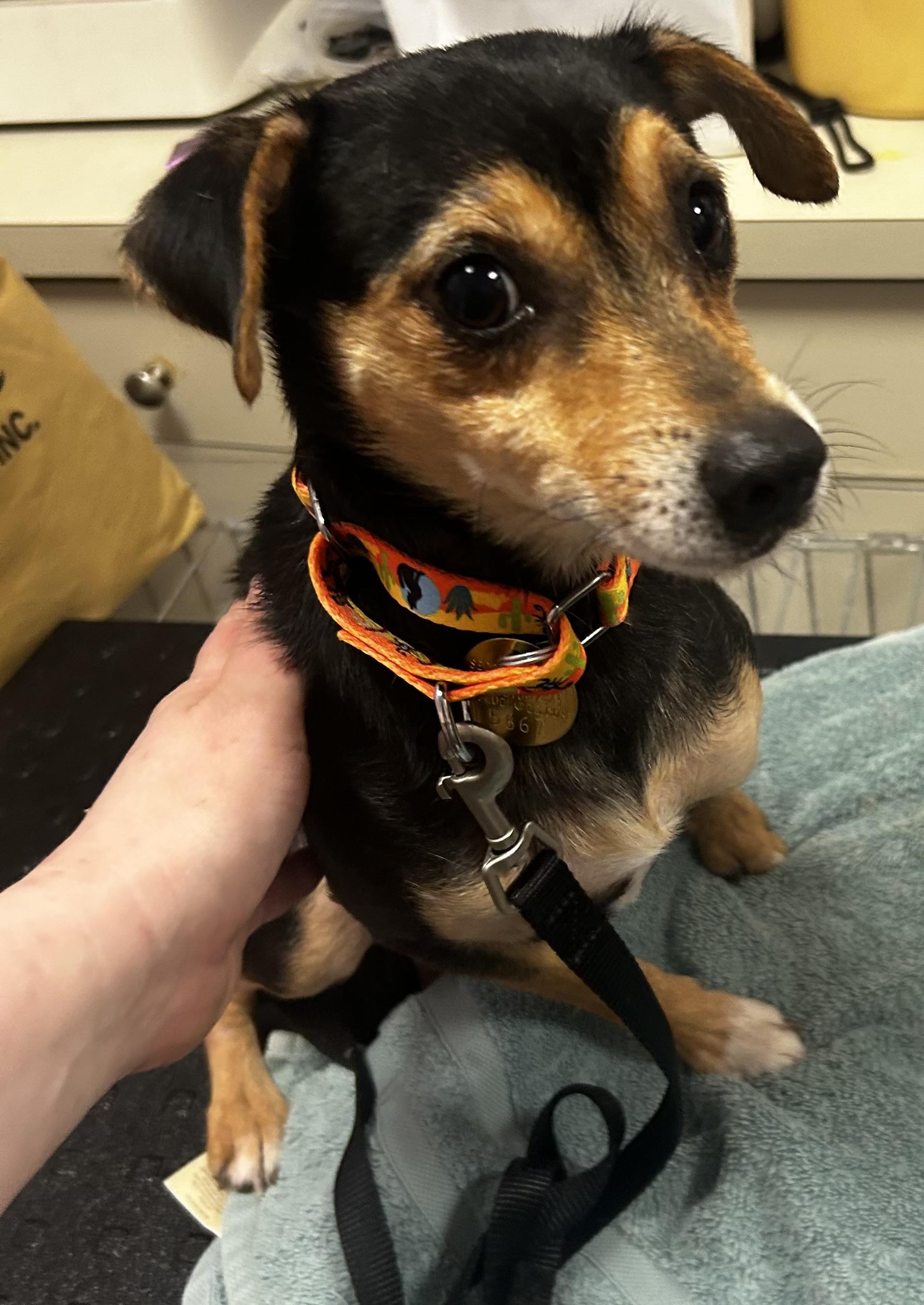 Champ- SUSSEX HOARDING SURVIVOR, ADOPTABLE, Young Male Miniature Pinscher & Jack Russell Terrier.
