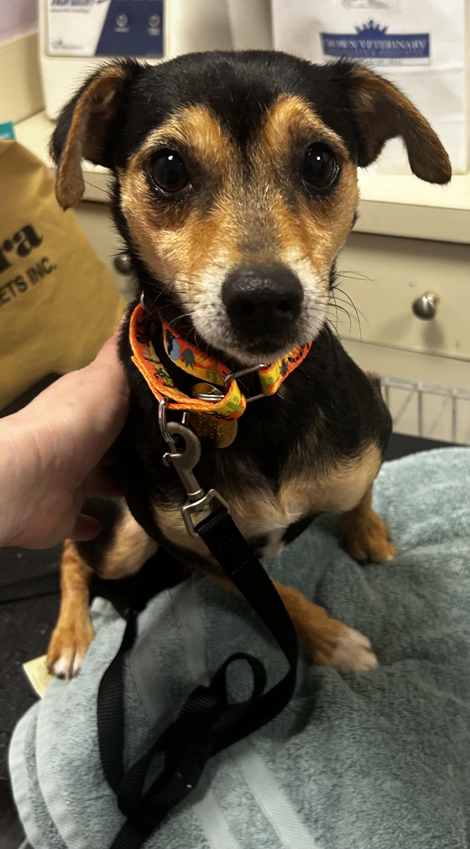 Enlarge Champ- SUSSEX HOARDING SURVIVOR, a ADOPTABLE mixed breed in Oak Ridge, NJ image 3/4