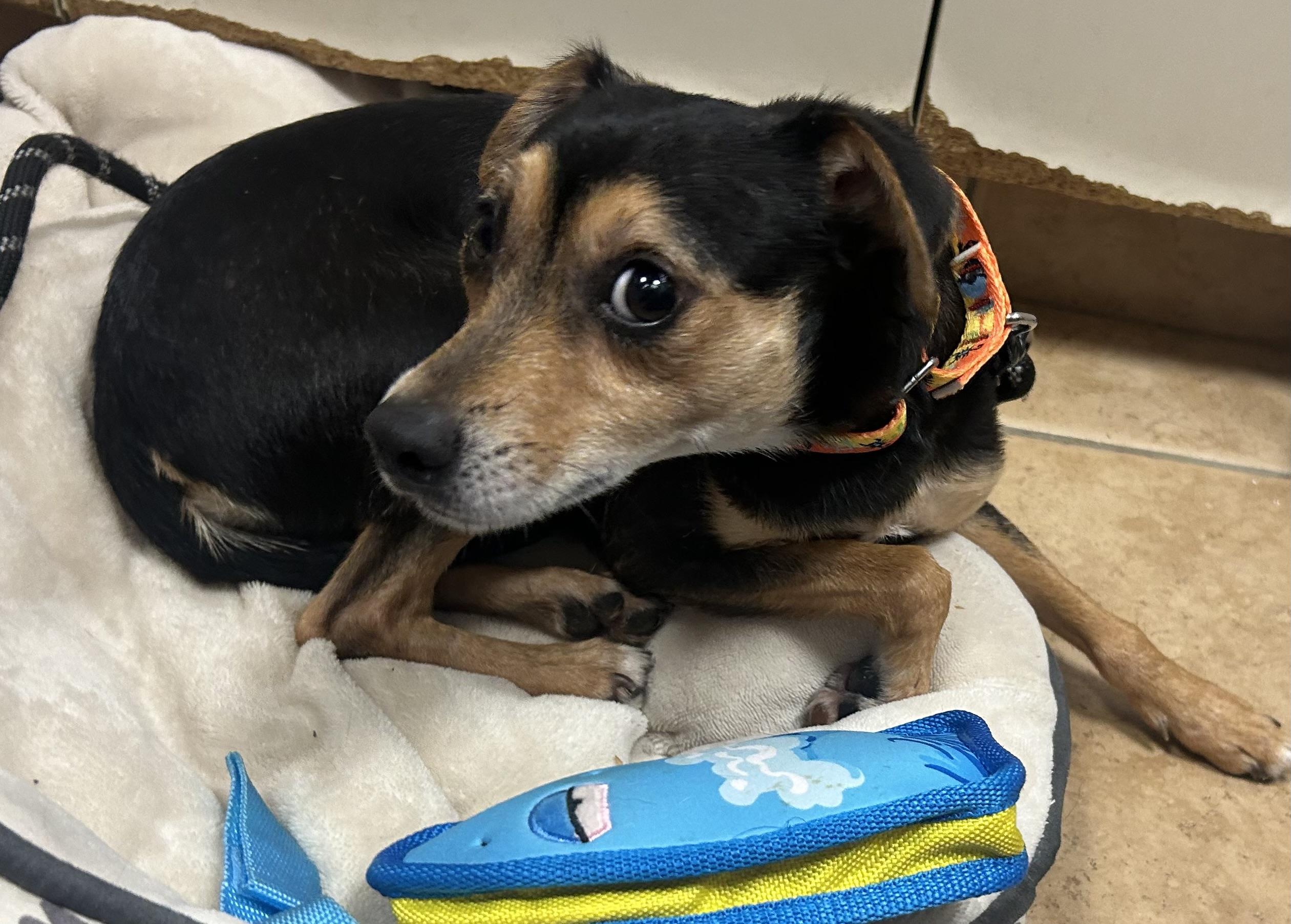 Enlarge Champ- SUSSEX HOARDING SURVIVOR, a ADOPTABLE mixed breed in Oak Ridge, NJ image 4/4