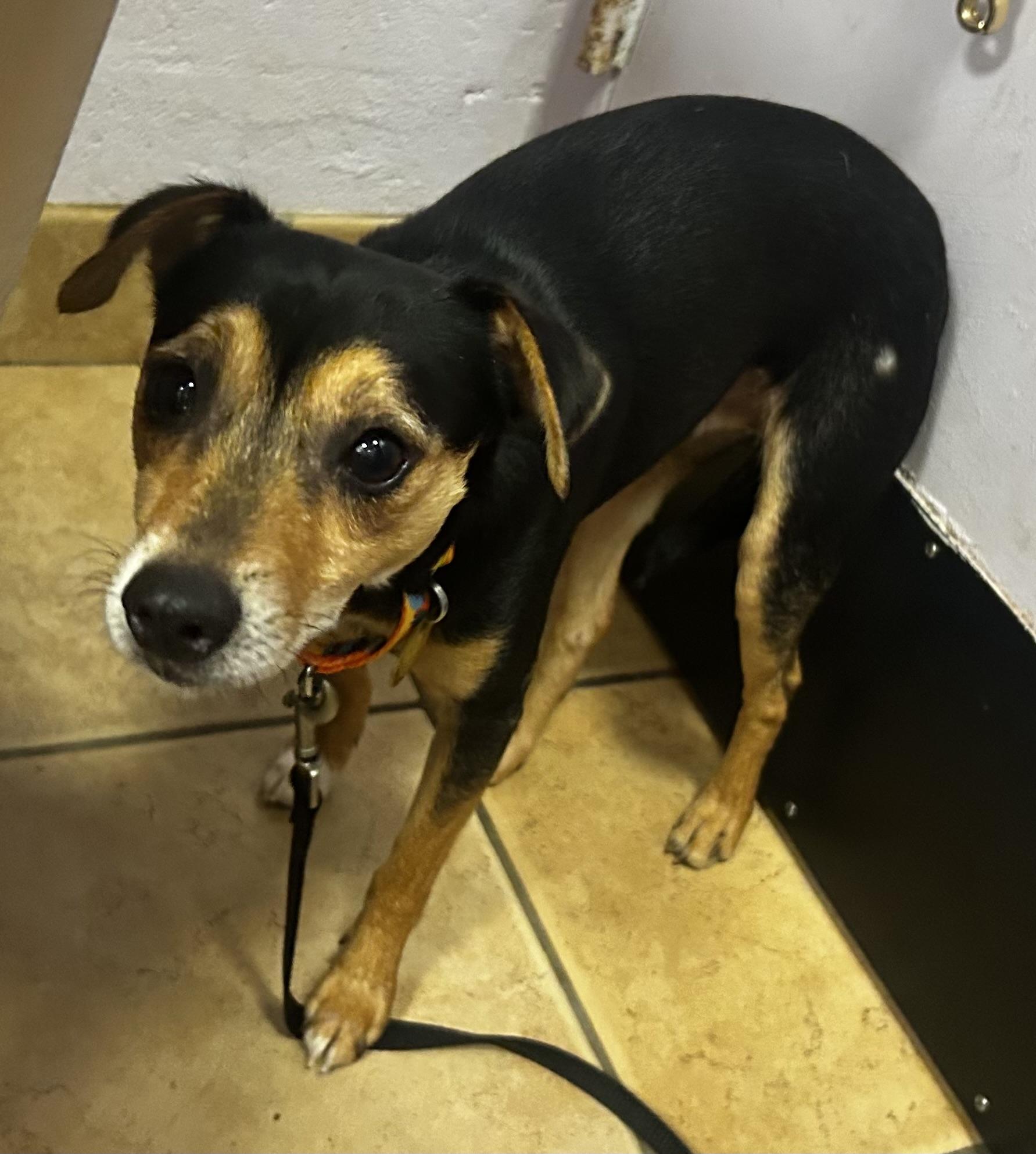 Enlarge Champ- SUSSEX HOARDING SURVIVOR, a ADOPTABLE mixed breed in Oak Ridge, NJ image 2/4
