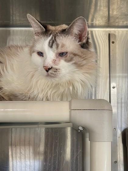 Ryder, Adoptable, Adult Male Domestic Long Hair & Domestic Short Hair.