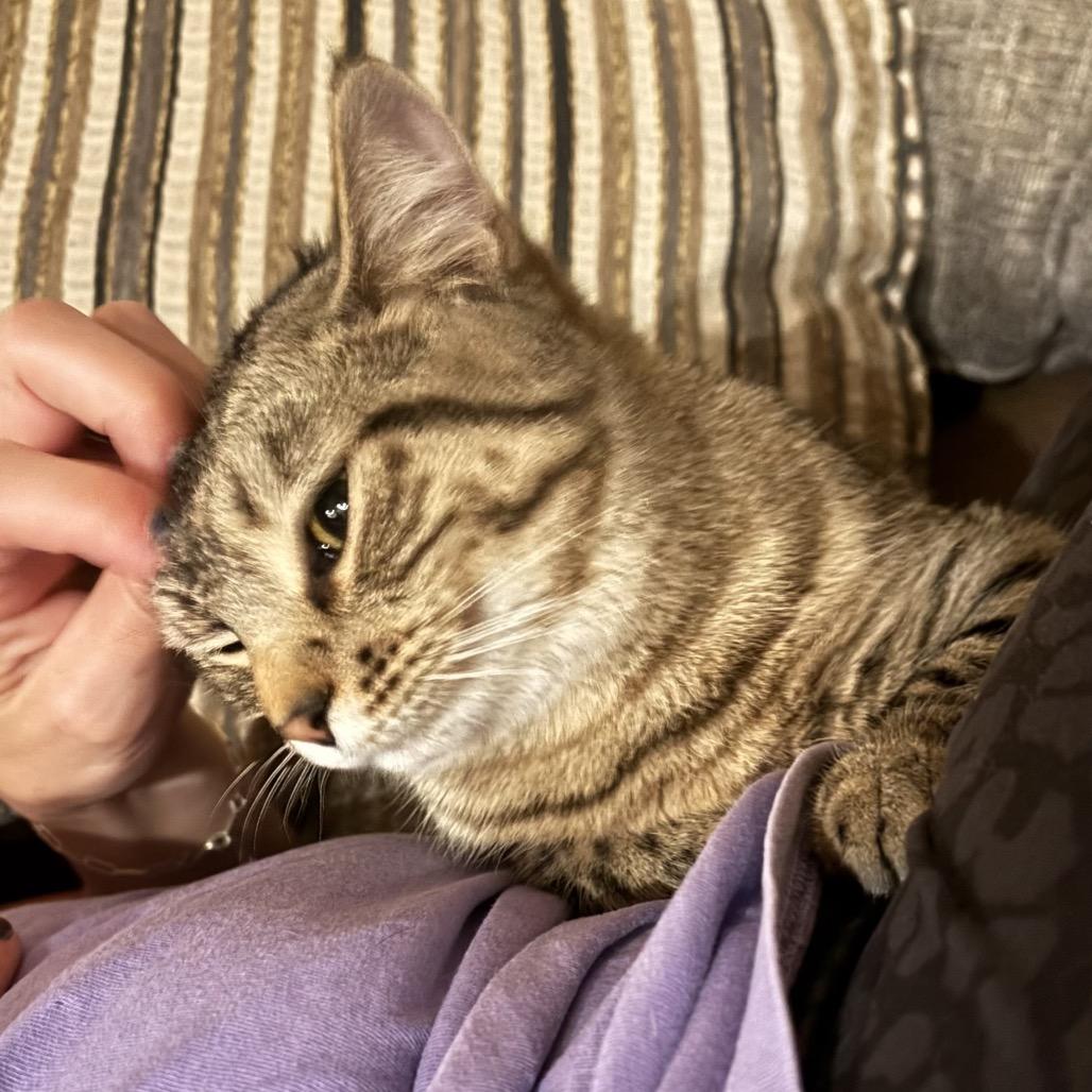 LG, a ADOPTABLE Domestic Medium Hair in Columbia, MO image 4/4