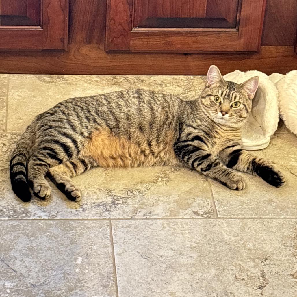 LG, a ADOPTABLE Domestic Medium Hair in Columbia, MO image 2/4