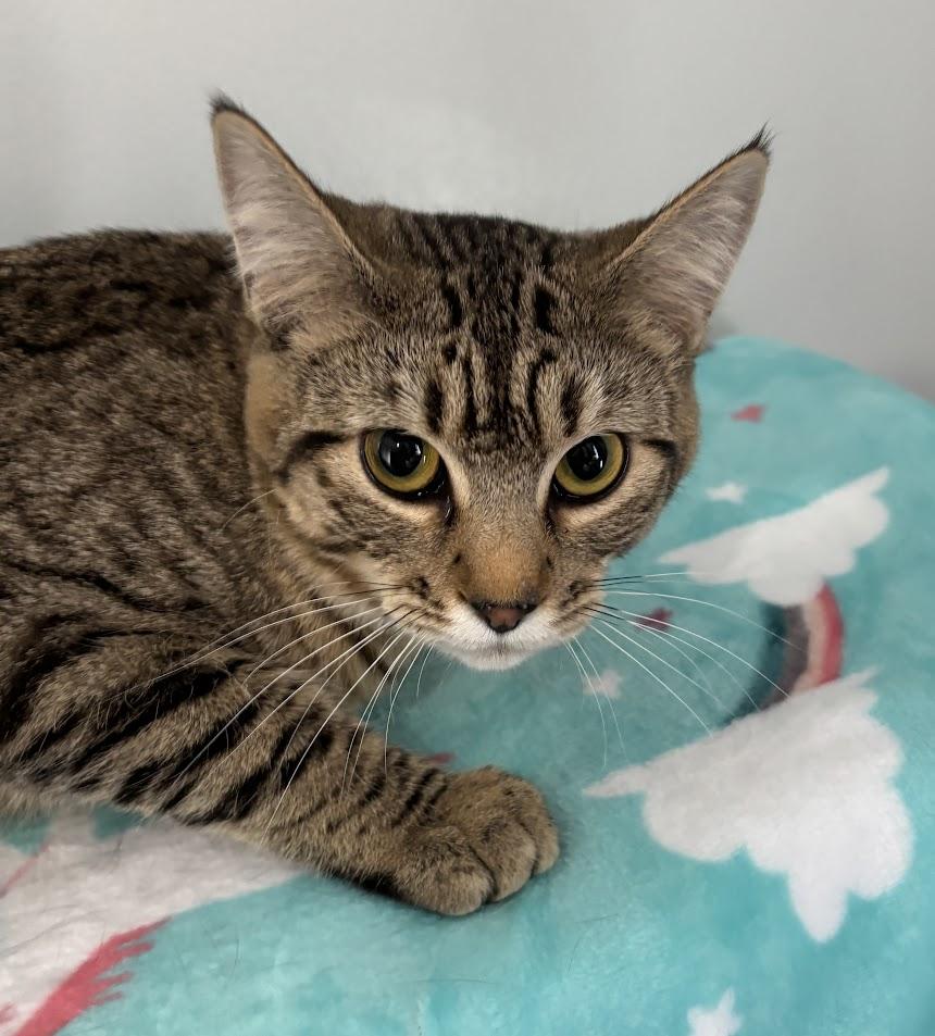 Enlarge LG, a ADOPTABLE Domestic Medium Hair in Columbia, MO image 1/1
