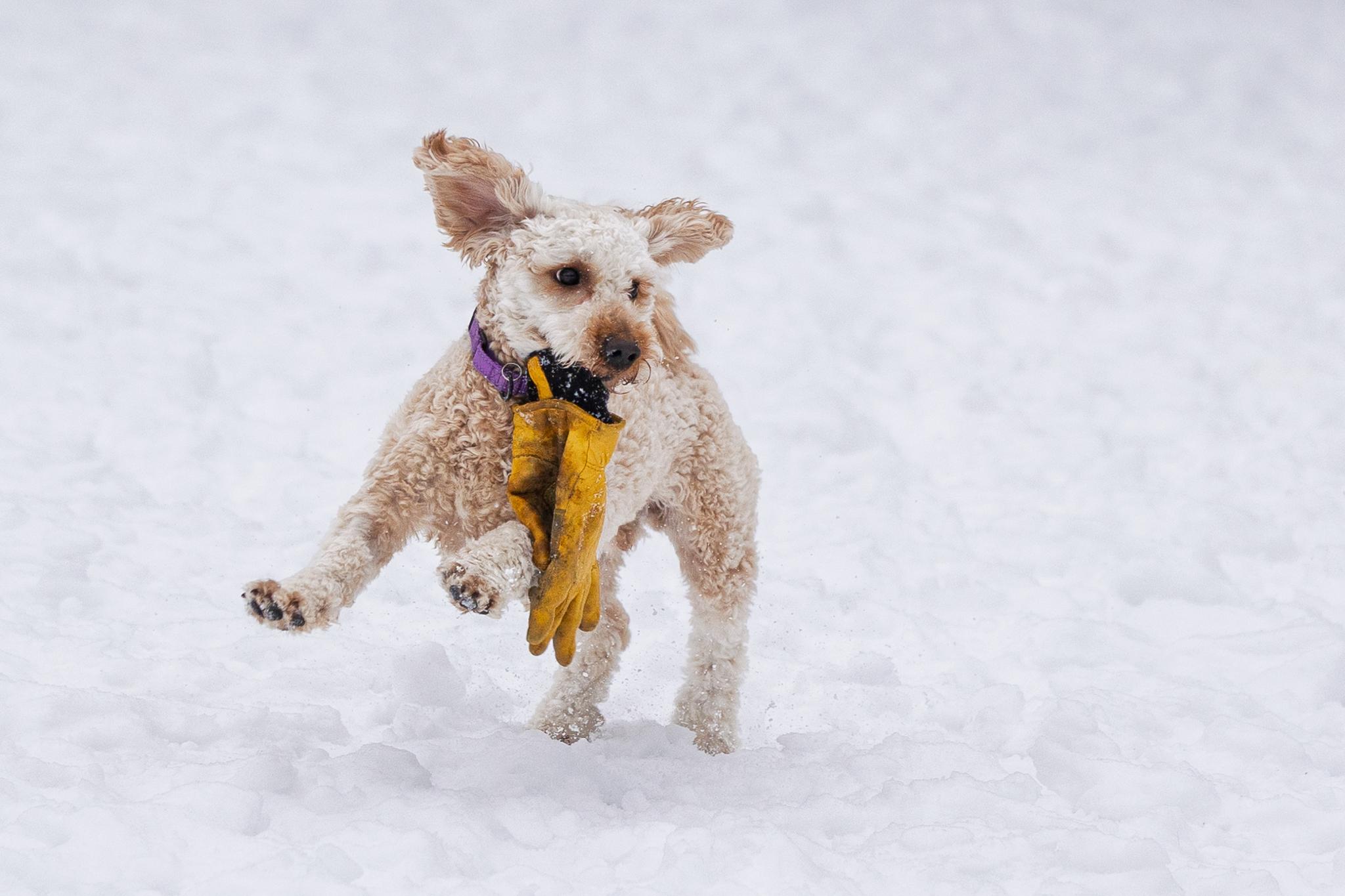 Enlarge Pippin, a hold mixed breed in Calabogie , ON image 4/4