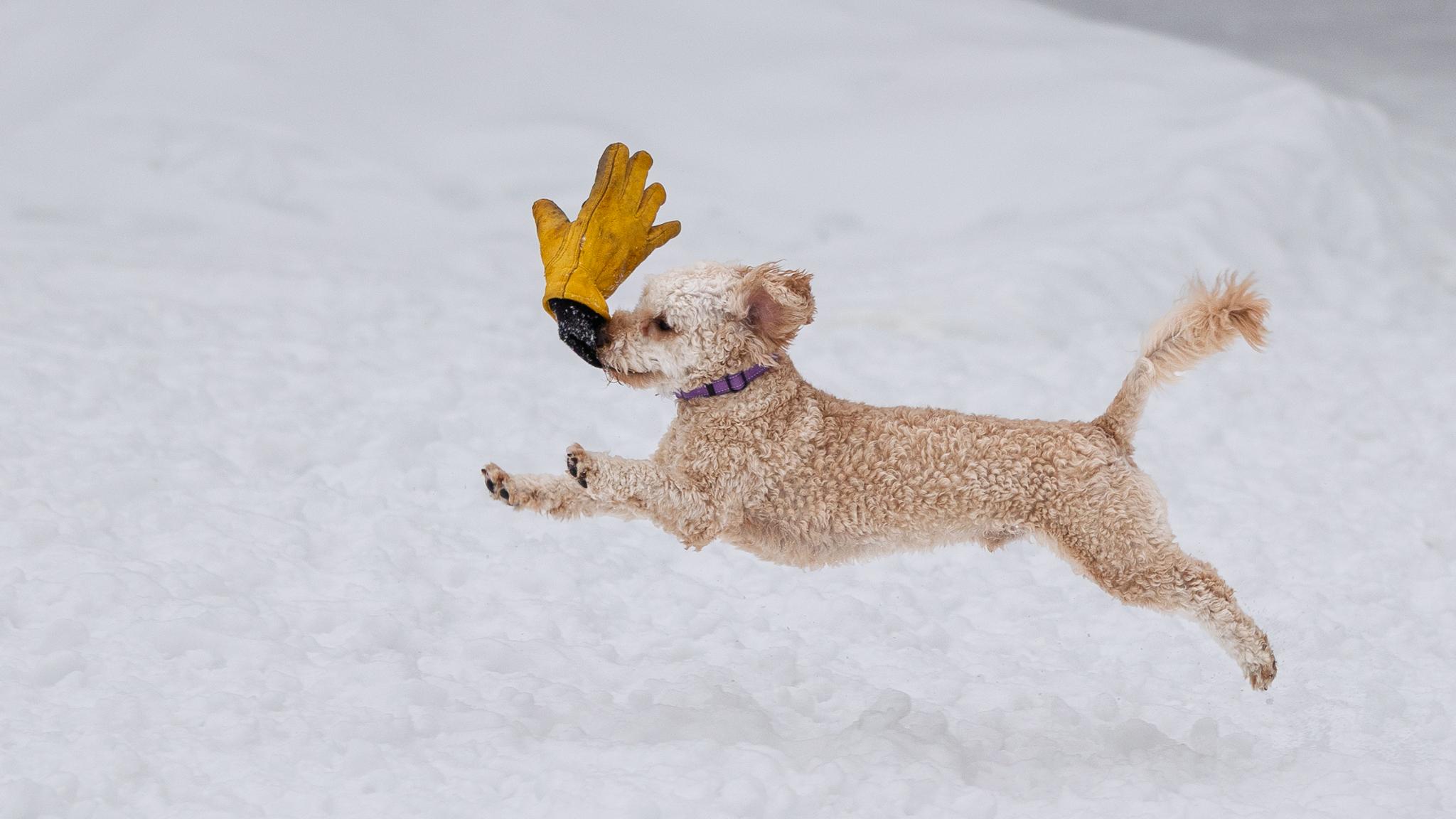 Enlarge Pippin, a hold mixed breed in Calabogie , ON image 2/4
