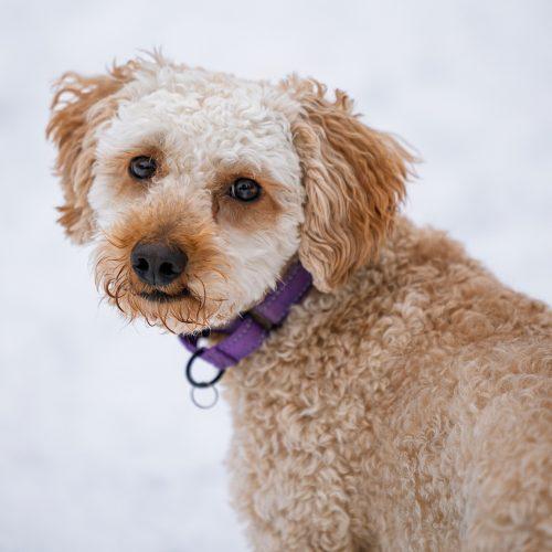 Enlarge Pippin, a hold mixed breed in Calabogie , ON image 3/4