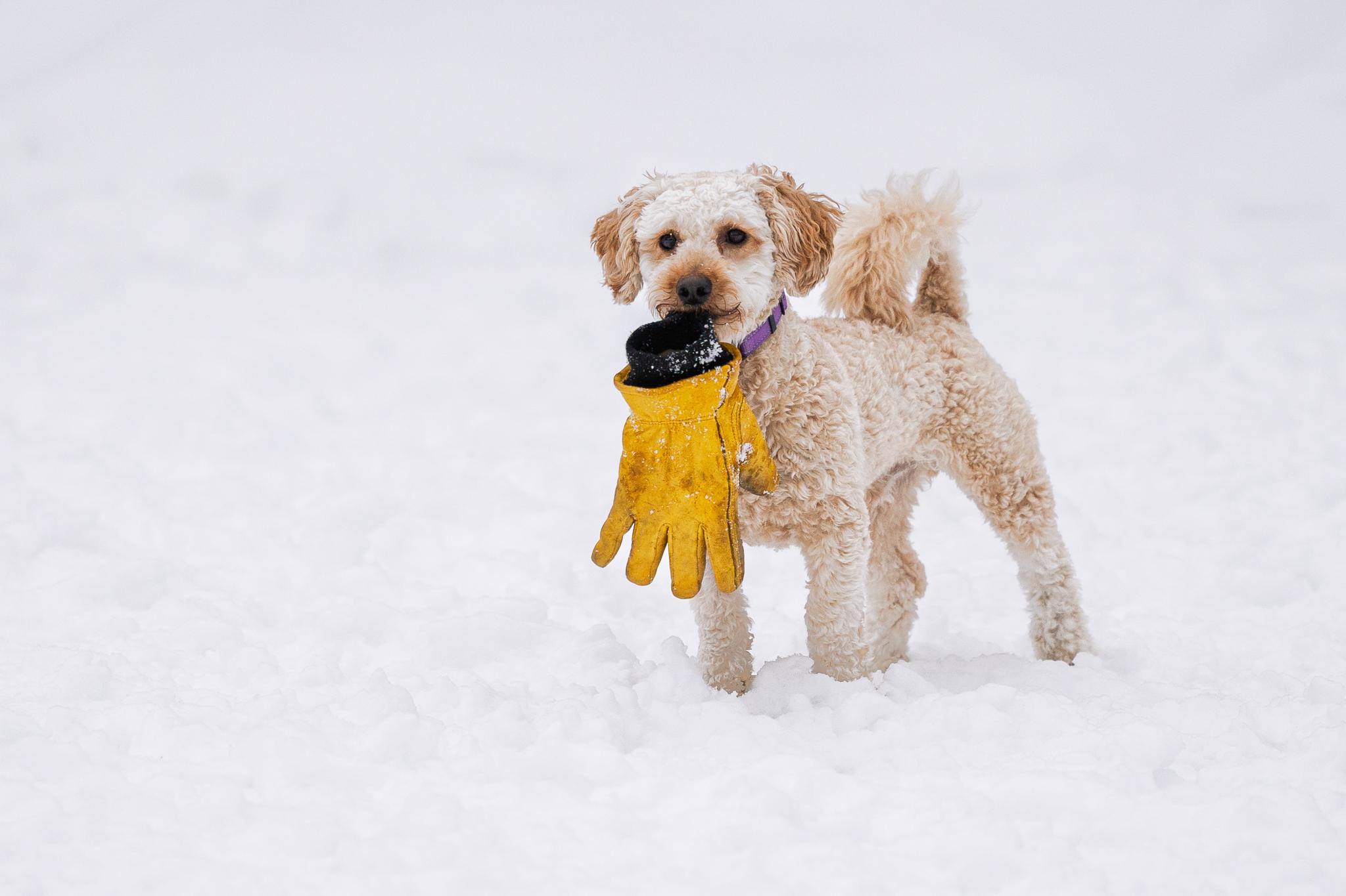 Enlarge Pippin, a hold mixed breed in Calabogie , ON image 1/4