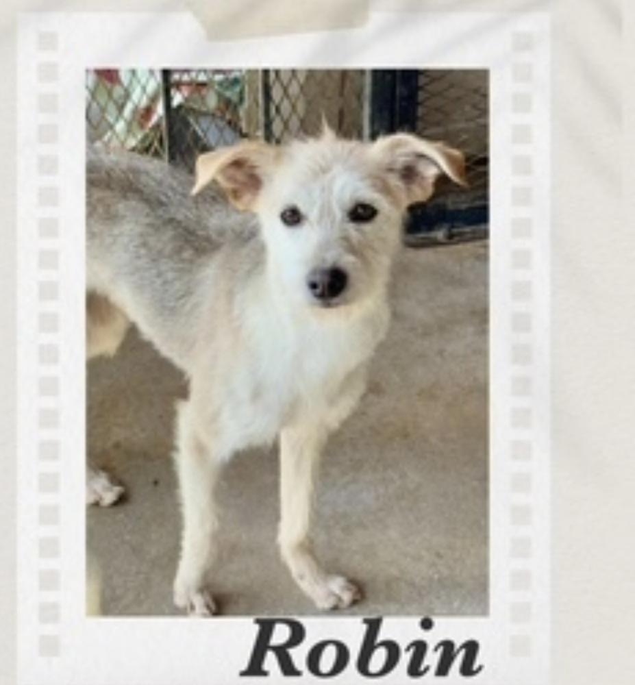 Robin, Adoptable, Young Female Parson Russell Terrier & Border Terrier.