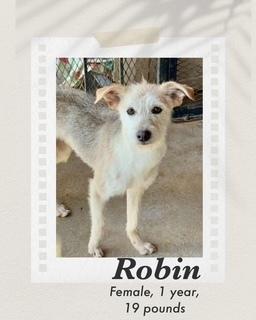 Enlarge Robin, a Adoptable mixed breed in Puerto Penasco, SON image 1/1