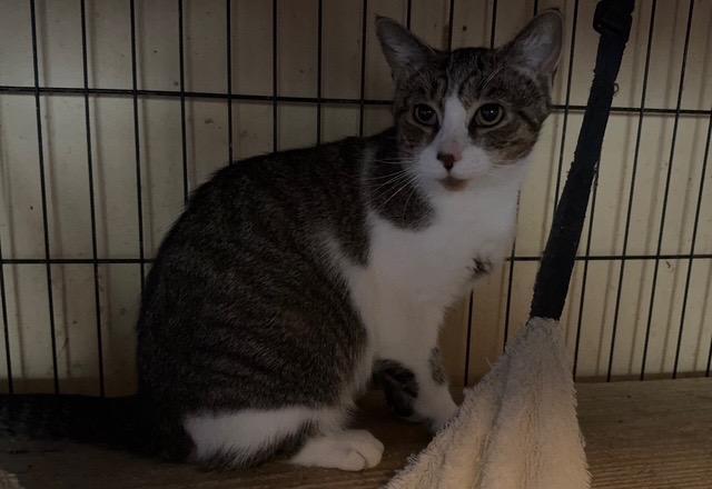 DeLorian, Adoptable, Young Female Domestic Short Hair.