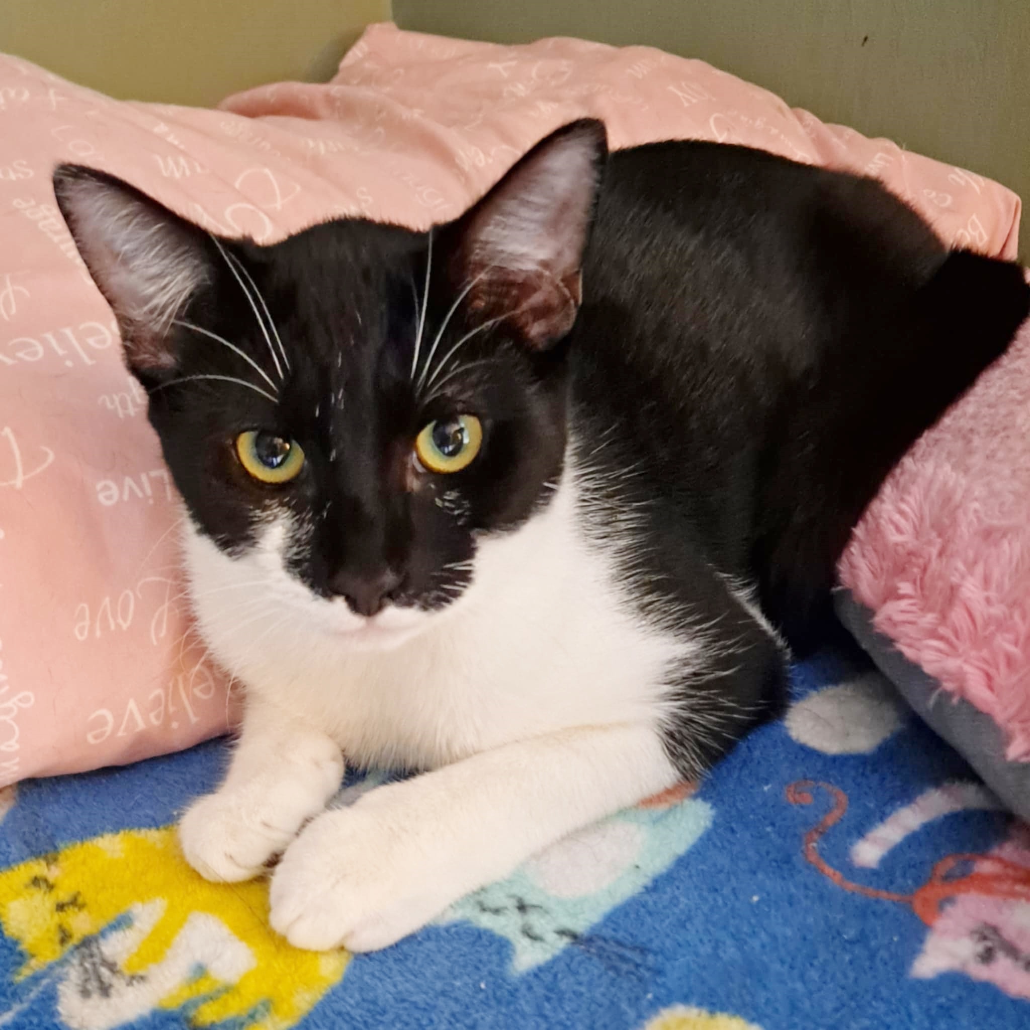 Enlarge Layla, a Adoptable Domestic Short Hair in Ocean City, NJ image 1/1