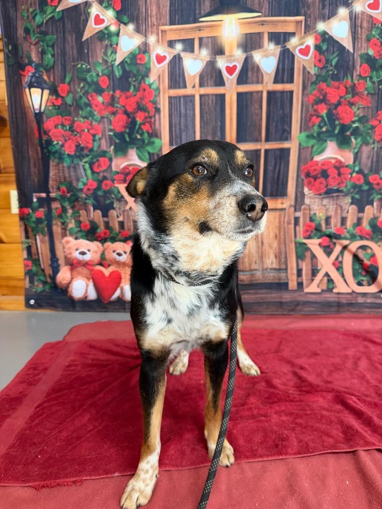 Sprint, Adoptable, Young Male Cattle Dog.