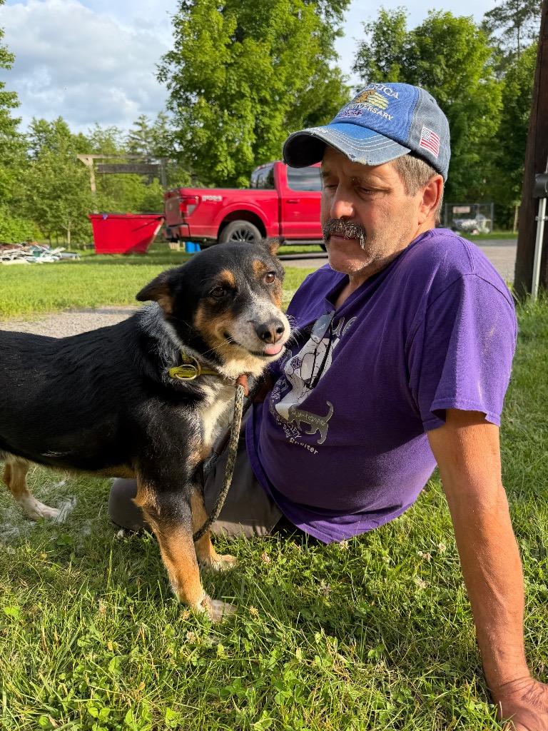 Sprint, a Adoptable Cattle Dog in Glenfield, NY image 2/6