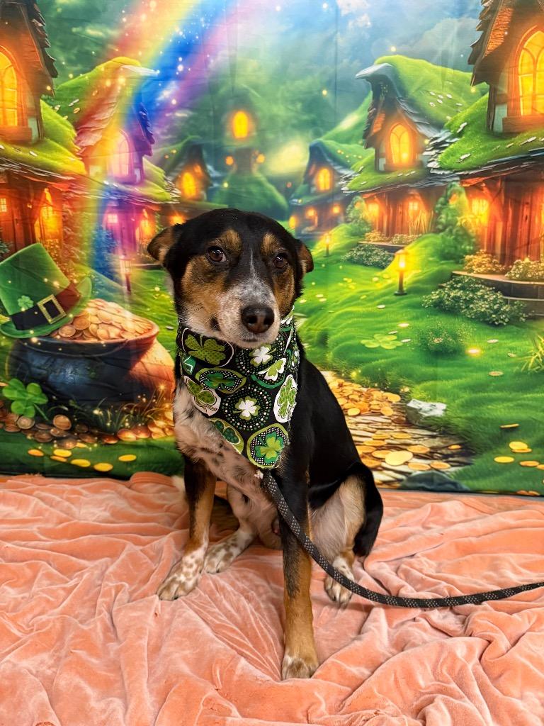 Sprint, Adoptable, Young Male Cattle Dog.