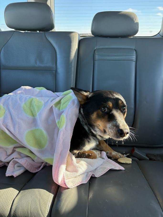 Sprint, a Adoptable Cattle Dog in Glenfield, NY image 5/6
